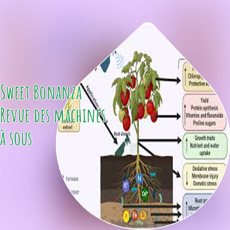 Sweet bonanza pragmatic